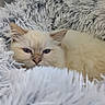 kitten, cat, fluffy, cream_color, sleepy, cozy, blanket, soft, shaggy, fur, pet, animal, cute, resting, indoor, close_up, whiskers, face, ears, nose