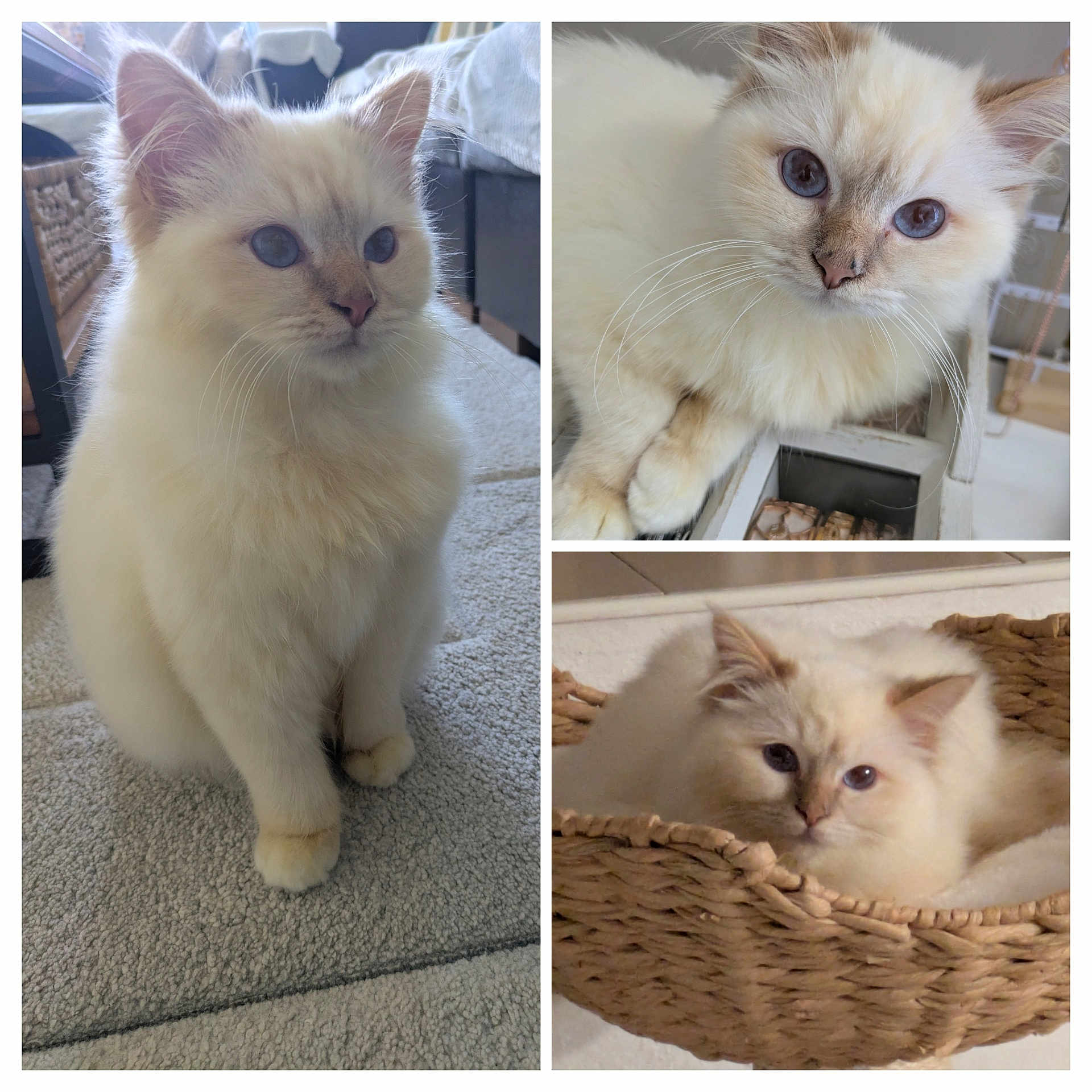 Aiko