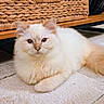 Aiko a rejoint le concours — aidez-le/la à gagner de superbes lots ! cat, fluffy, cream_color, indoor, carpet, wicker_basket, wooden_shelf, pet, animal, relaxed, feline, cute, fur, tail, ears, eyes, floor, domestic, calm, resting