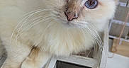 Aiko a rejoint le concours — aidez-le/la à gagner de superbes lots ! animal, blue_eyes, cat, close_up, cream_color, curious, cute, domestic, eye_contact, feline, fluffy, household, indoor, pet, portrait, resting, small_animal, soft_fur, whiskers, wooden_organizer