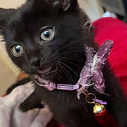 Midnight joined the competition — help win amazing prizes! black_kitten, cat, pet, collar, bell, purple_collar, wide_eyes, feline, cute, curious, young_cat, indoor, blanket, red_blanket, close_up, animal, playful, fur, whiskers, domestic_cat