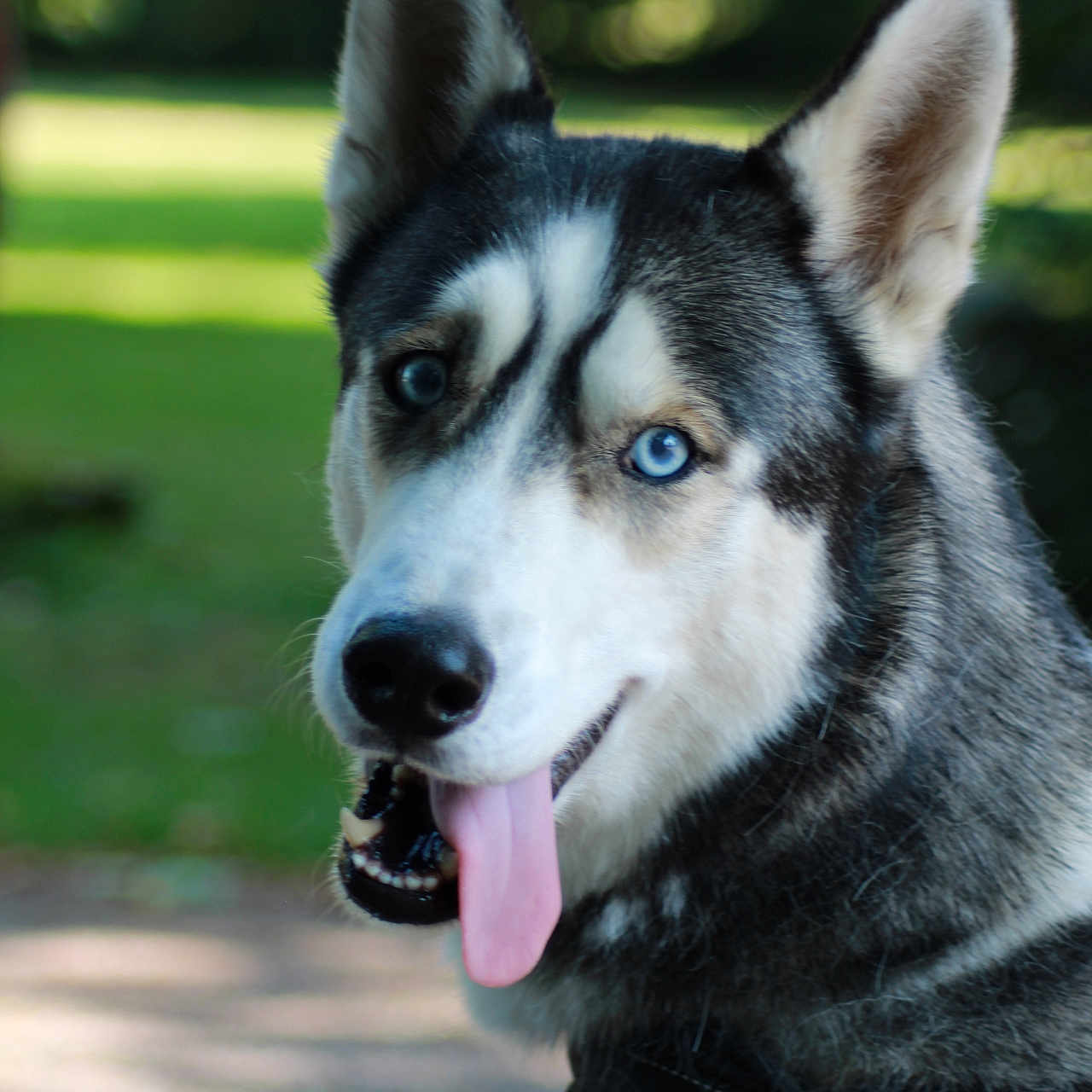 Snow a rejoint le concours — aidez-le/la à gagner de superbes lots ! accessories, animal, bodypart, canine, collar, dog, eskimodog, hound, husky, leash, mouth, person, pet, policedog, puppy, snout, strap, tongue, whitedog