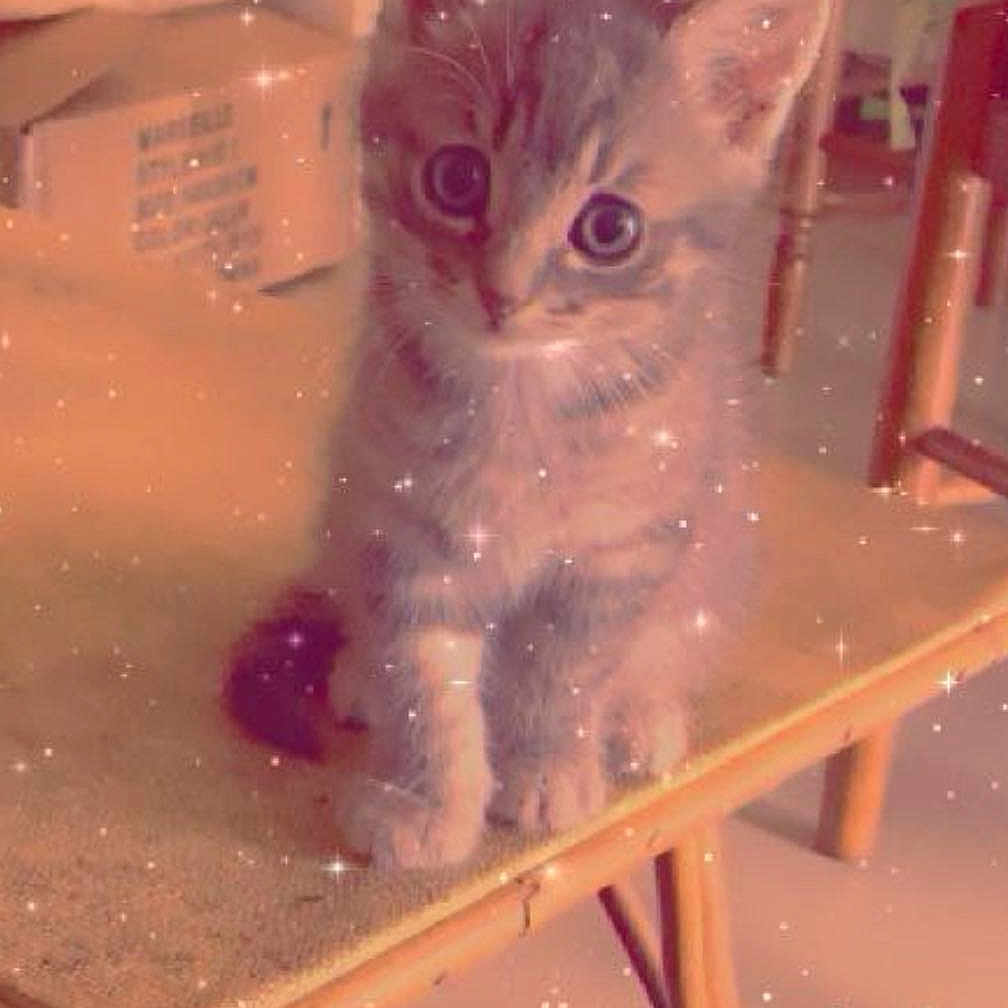 Wolfi participe au concours pour gagner de l'argent avec cette photo : abyssinian, animal, architecture, building, cat, chair, desk, diningroom, diningtable, furniture, indoors, kitten, lighting, manx, pet, plywood, room, siamese, table, wood