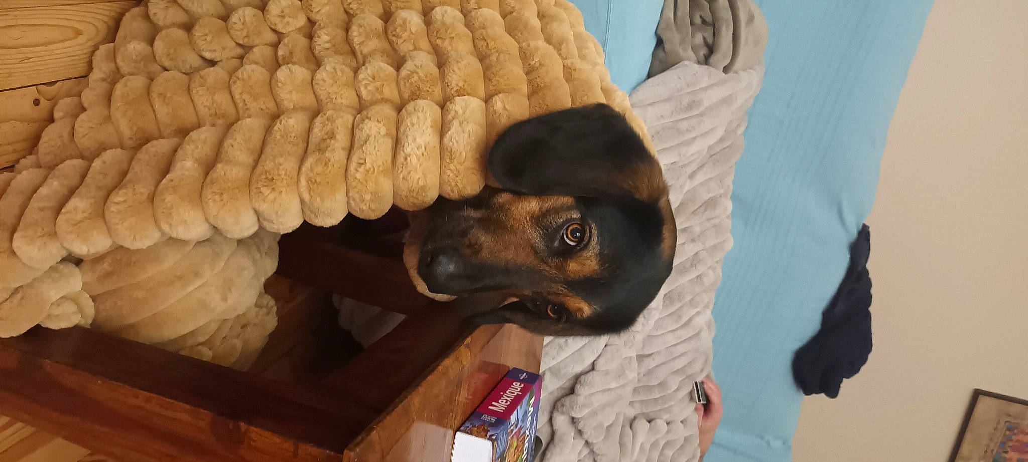 Tito a rejoint le concours — aidez-le/la à gagner de superbes lots ! carnivore, comfort, companion_dog, costume_hat, dog, dog_breed, fashion_accessory, fur, gesture, guard_dog, hat, personal_protective_equipment, sporting_group, whiskers, wood, working_animal