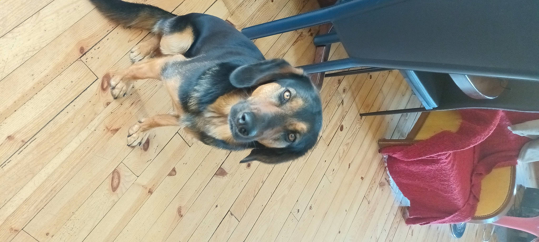 Tito participe au concours pour gagner de l'argent avec cette photo : canidae, carnivore, companion_dog, dog, dog_breed, flooring, foot, hardwood, paw, pet_supply, plank, snout, sporting_group, terrestrial_animal, varnish, wood, wood_flooring, wood_stain, working_animal, working_dog