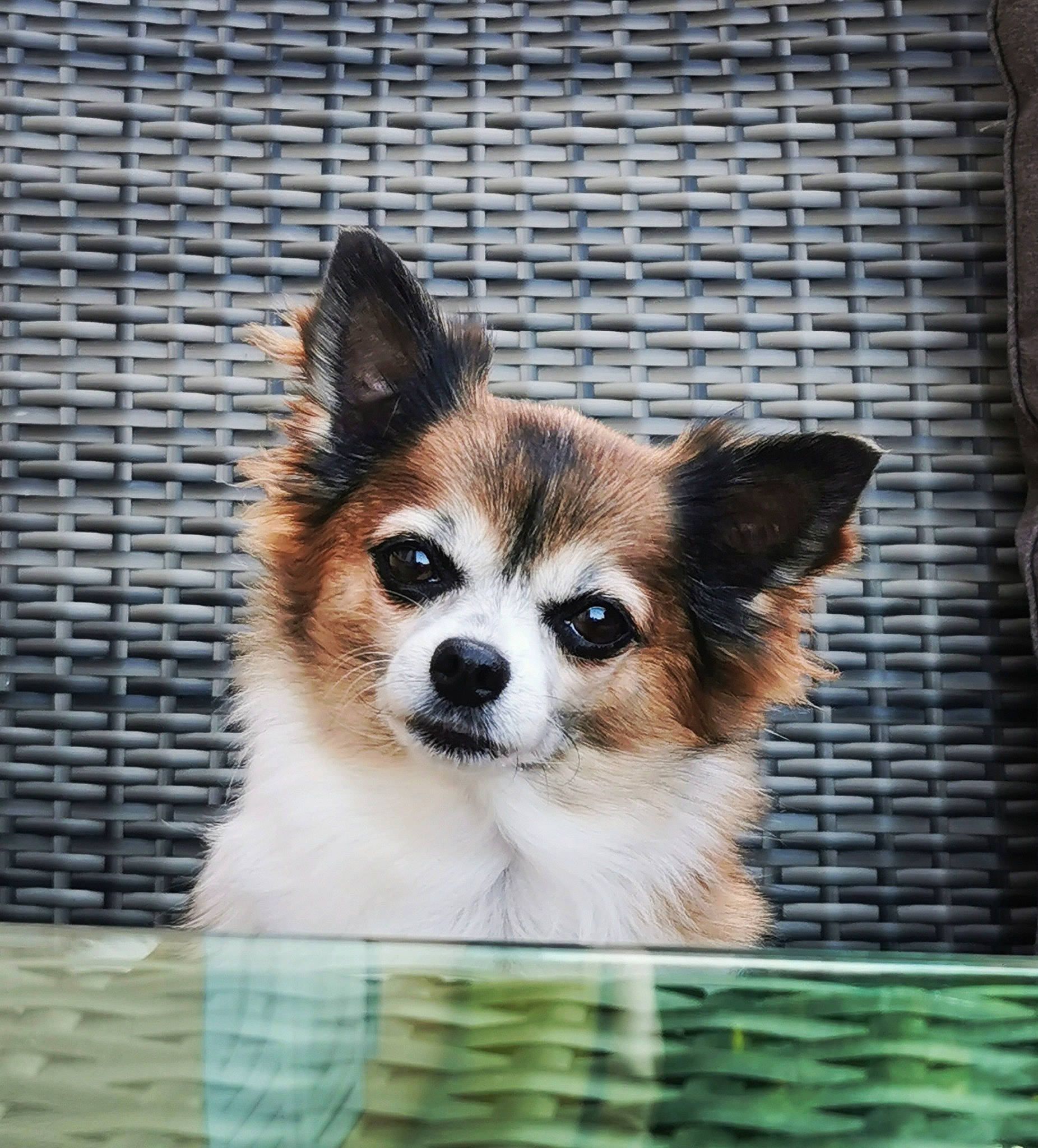 Lady participe au concours pour gagner de l'argent avec cette photo : ancient_dog_breeds, animal_shelter, canidae, carnivore, companion_dog, dog, dog_breed, dog_crate, fawn, fur, mesh, non_sporting_group, photo_caption, puppy, snout, sporting_group, terrestrial_animal, toy_dog, whiskers, wildlife