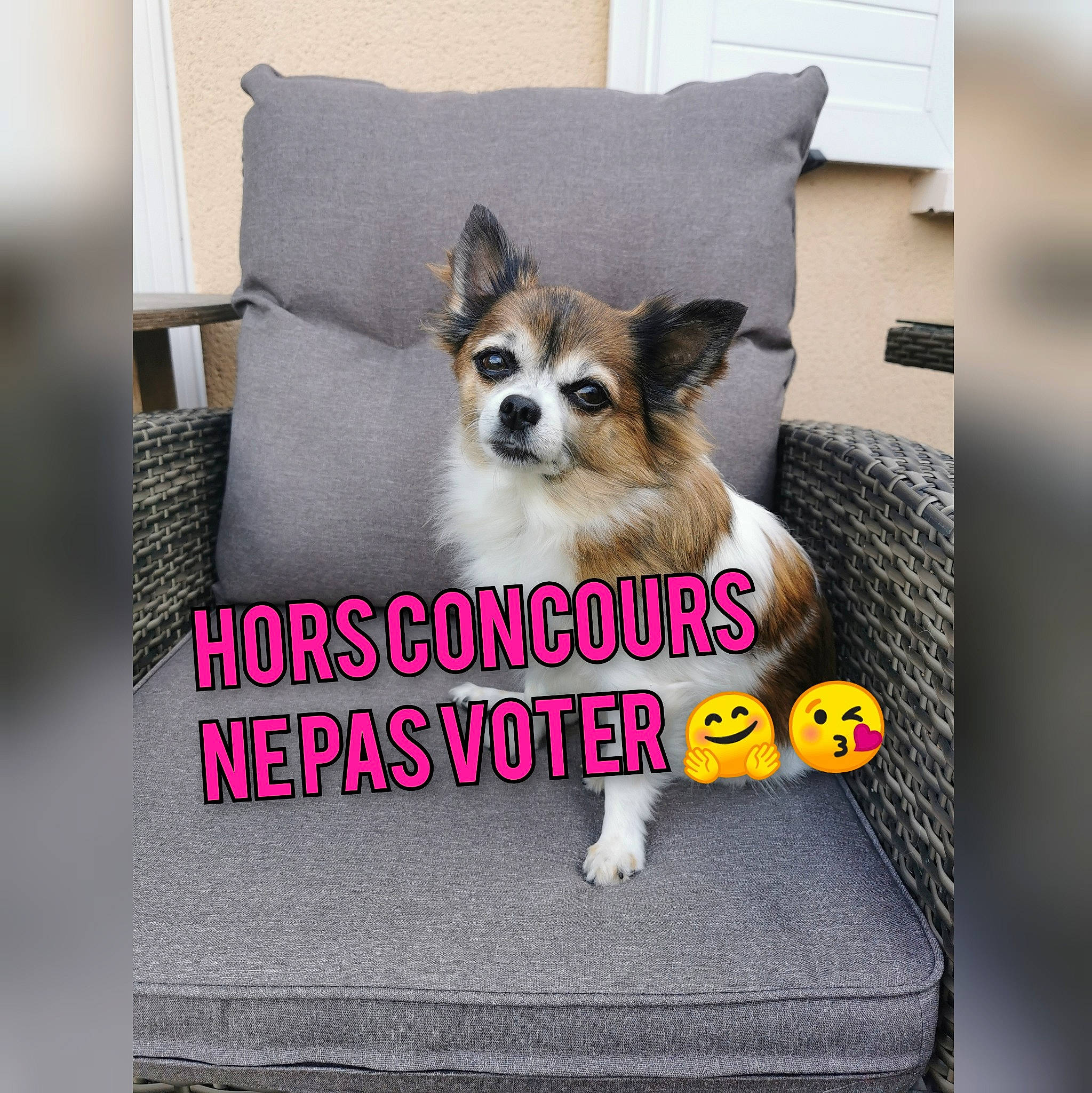 Lady a rejoint le concours — aidez-le/la à gagner de superbes lots ! carnivore, chair, comfort, companion_dog, couch, dog, dog_breed, dog_supply, fashion_accessory, fawn, font, furniture, linens, pet_supply, pillow, rectangle, snout, throw_pillow, toy_dog, working_animal