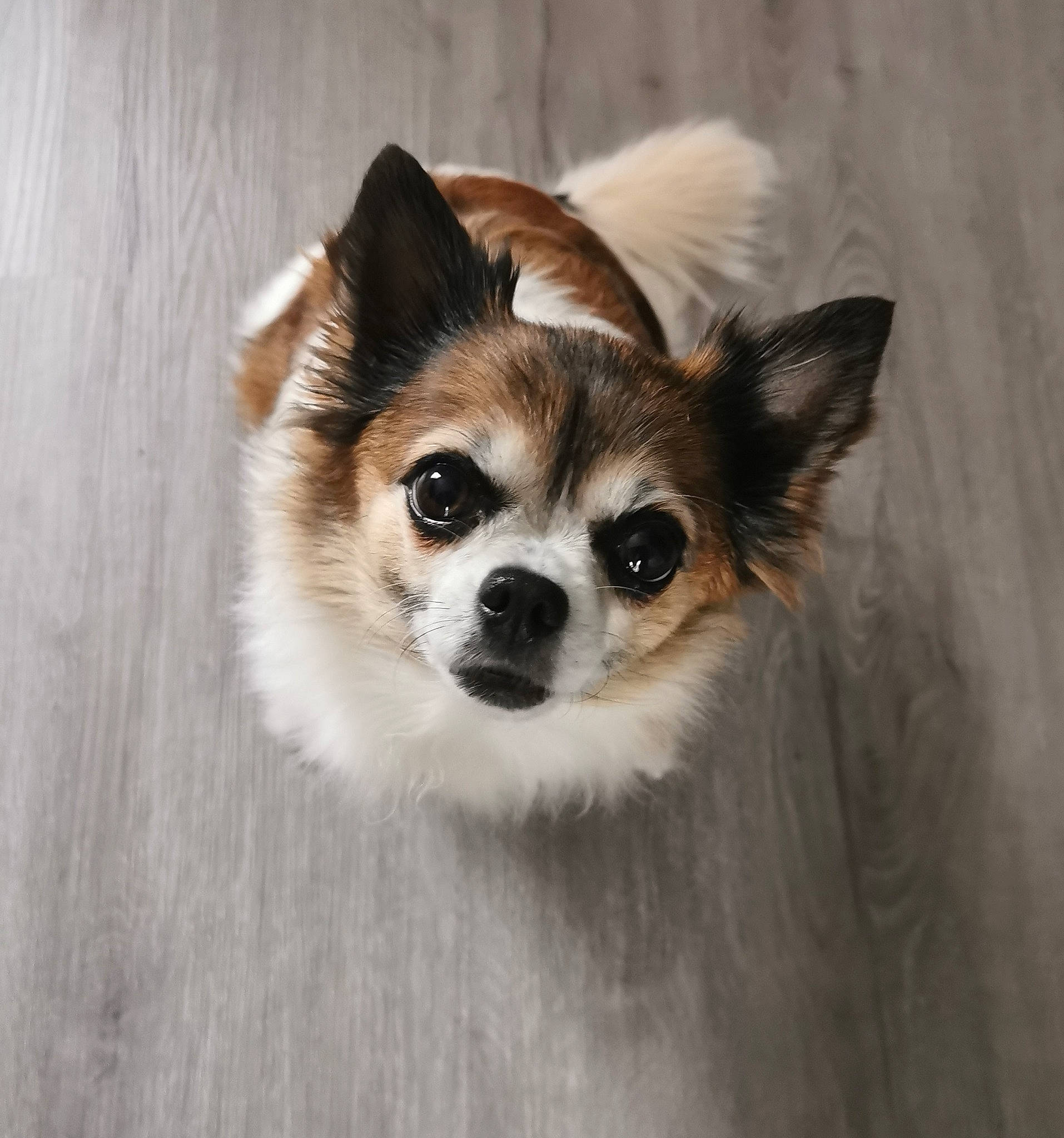 Lady a rejoint le concours — aidez-le/la à gagner de superbes lots ! canidae, carnivore, companion_dog, corgi_chihuahua, dog, dog_breed, dog_supply, ear, fawn, fur, snout, sporting_group, terrestrial_animal, toy_dog, whiskers, wildlife, wood, working_animal