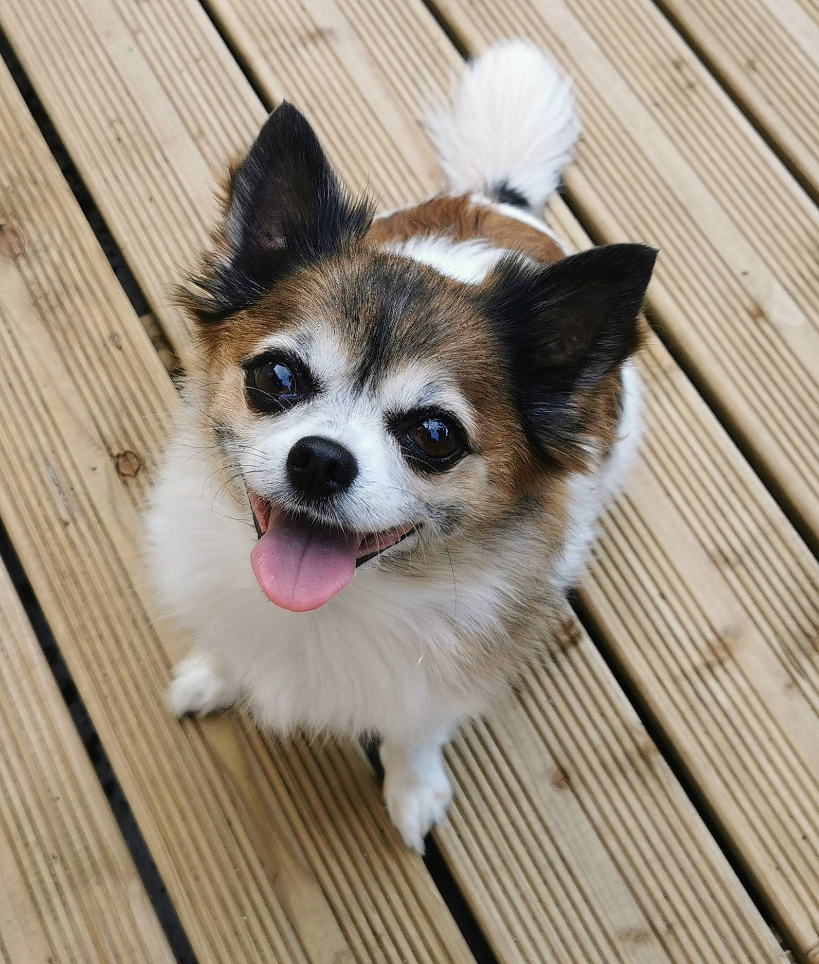 Lady a rejoint le concours — aidez-le/la à gagner de superbes lots ! canidae, carnivore, collar, companion_dog, dog, dog_breed, dog_supply, door, eye, fawn, flooring, fur, hardwood, snout, sporting_group, tail, terrestrial_animal, toy_dog, whiskers, wood