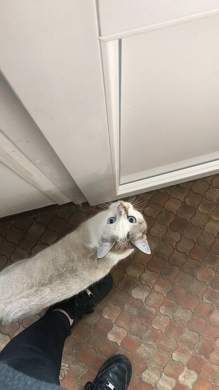 Chachou a rejoint le concours — aidez-le/la à gagner de superbes lots ! canidae, carnivore, fawn