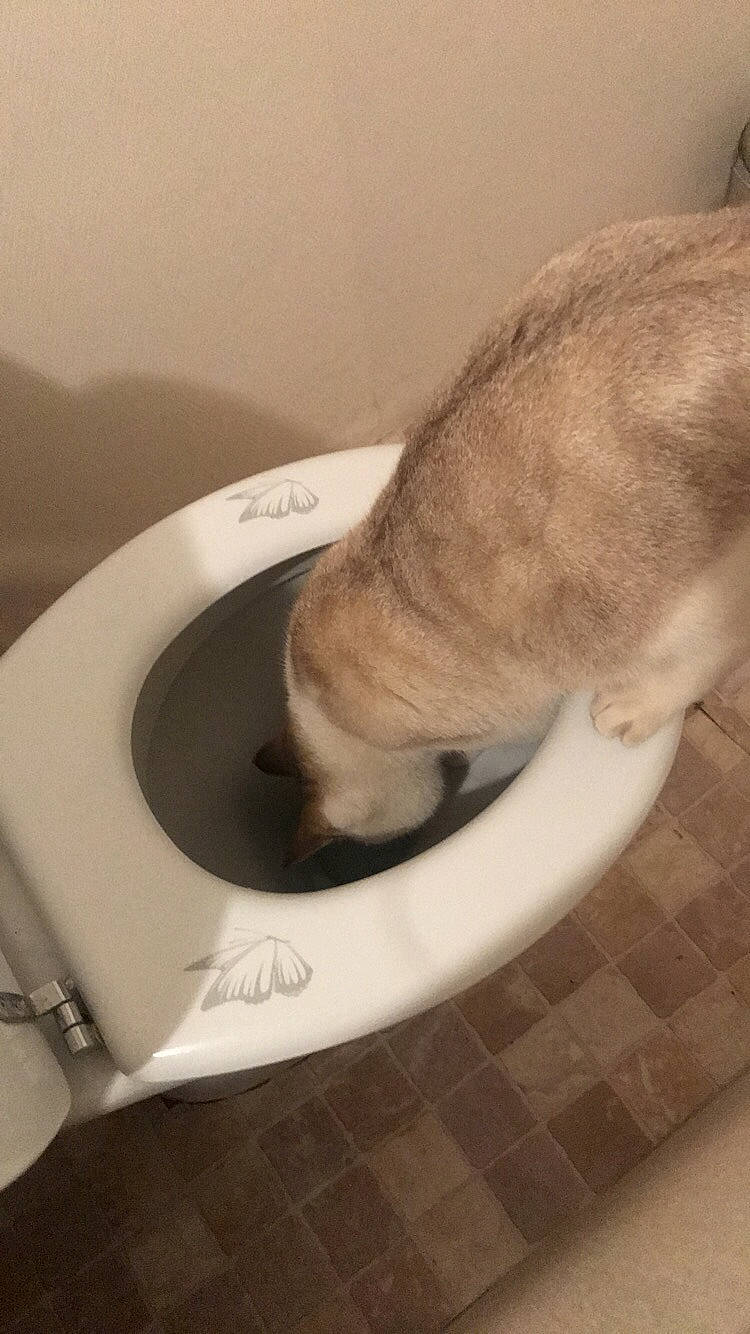 Chachou a rejoint le concours — aidez-le/la à gagner de superbes lots ! bidet, carnivore, cat, cat_supply, fawn, felidae, plumbing_fixture, small_to_medium_sized_cats, tail, toilet, toilet_seat
