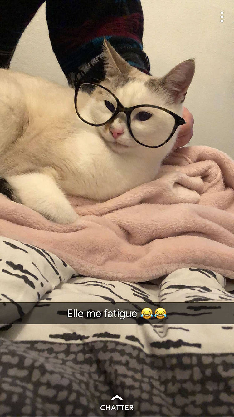 Chachou a rejoint le concours — aidez-le/la à gagner de superbes lots ! asian, carnivore, cat, cool, domestic_short_haired_cat, ear, eyewear, felidae, glasses, nose, photo_caption, small_to_medium_sized_cats, vision_care, whiskers