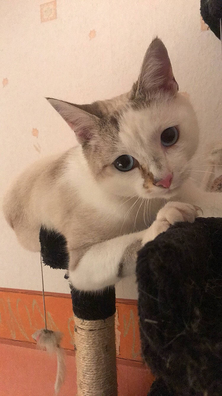 Chachou a rejoint le concours — aidez-le/la à gagner de superbes lots ! aegean_cat, asian, carnivore, cat, domestic_short_haired_cat, european_shorthair, eye, fawn, felidae, kitten, mammal, ojos_azules, polydactyl_cat, ragdoll, small_to_medium_sized_cats, tail, turkish_angora, turkish_van, vertebrate, whiskers