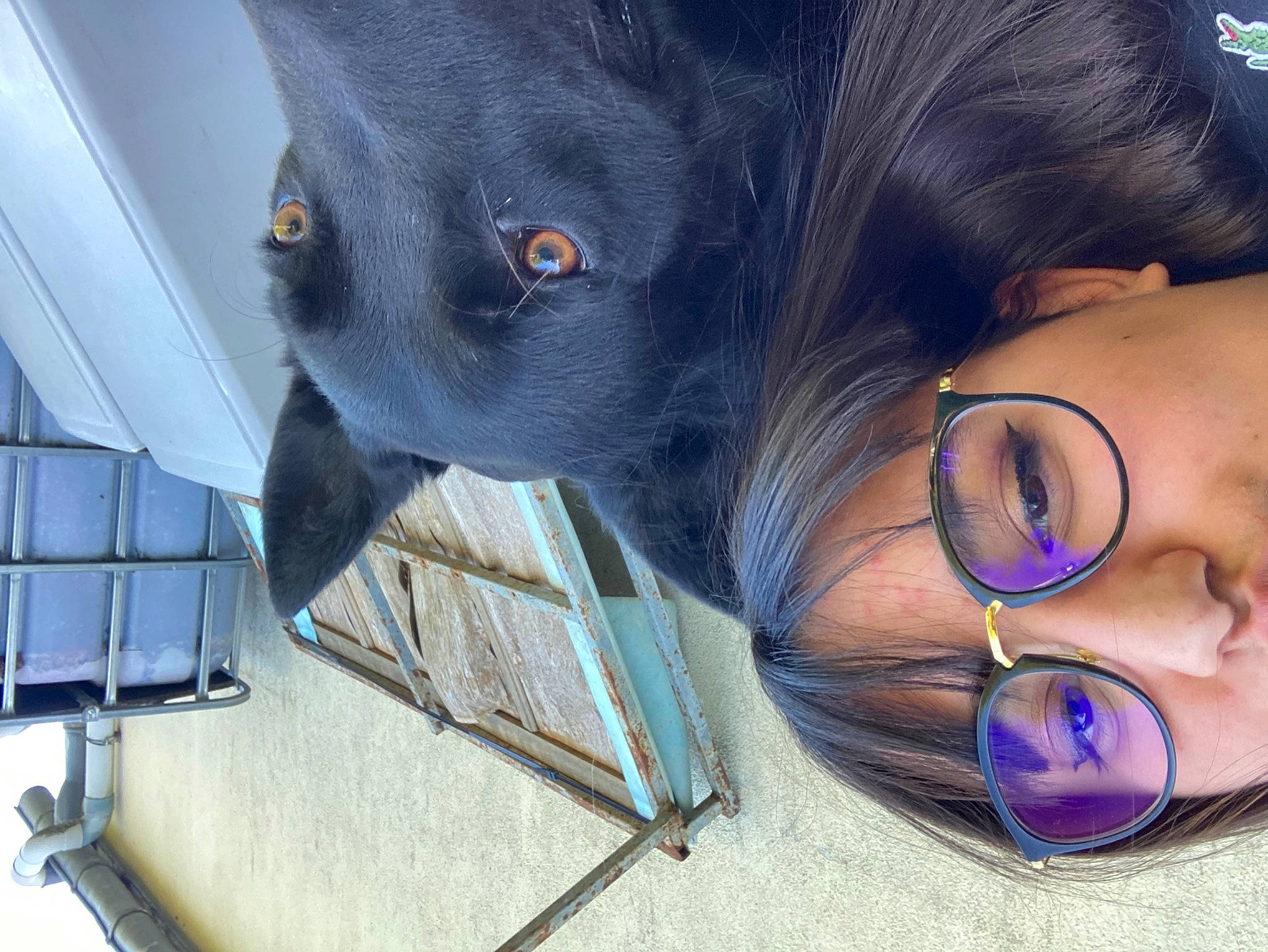 Ooky participe au concours pour gagner de l'argent avec cette photo : canidae, carnivore, dog, dog_breed, ear, eye, eyewear, glasses, head, nose, photography, selfie, snout, sporting_group