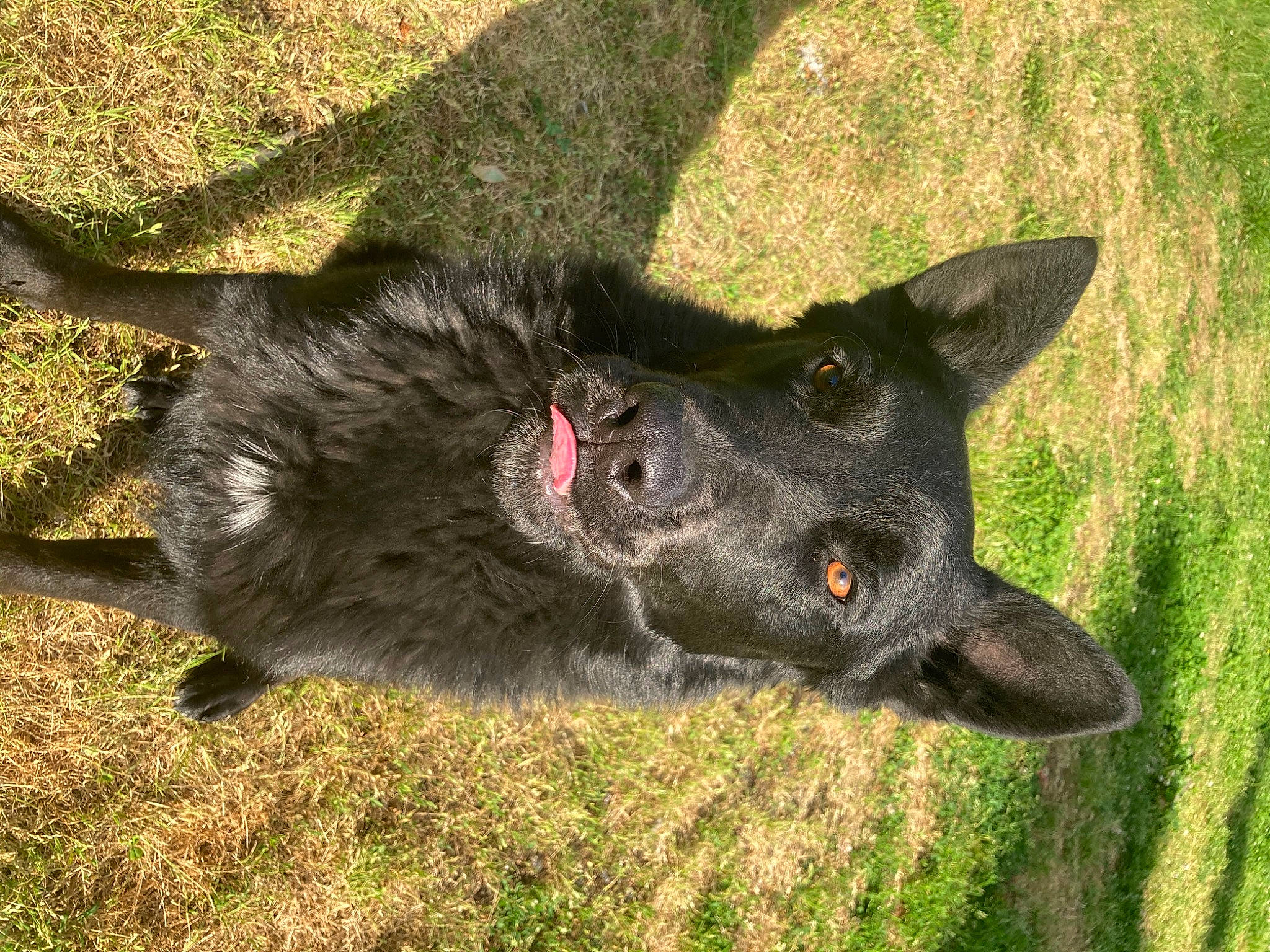 Ooky a rejoint le concours — aidez-le/la à gagner de superbes lots ! canidae, carnivore, dog, dog_breed, grass, mammal, snout, sporting_group, vertebrate