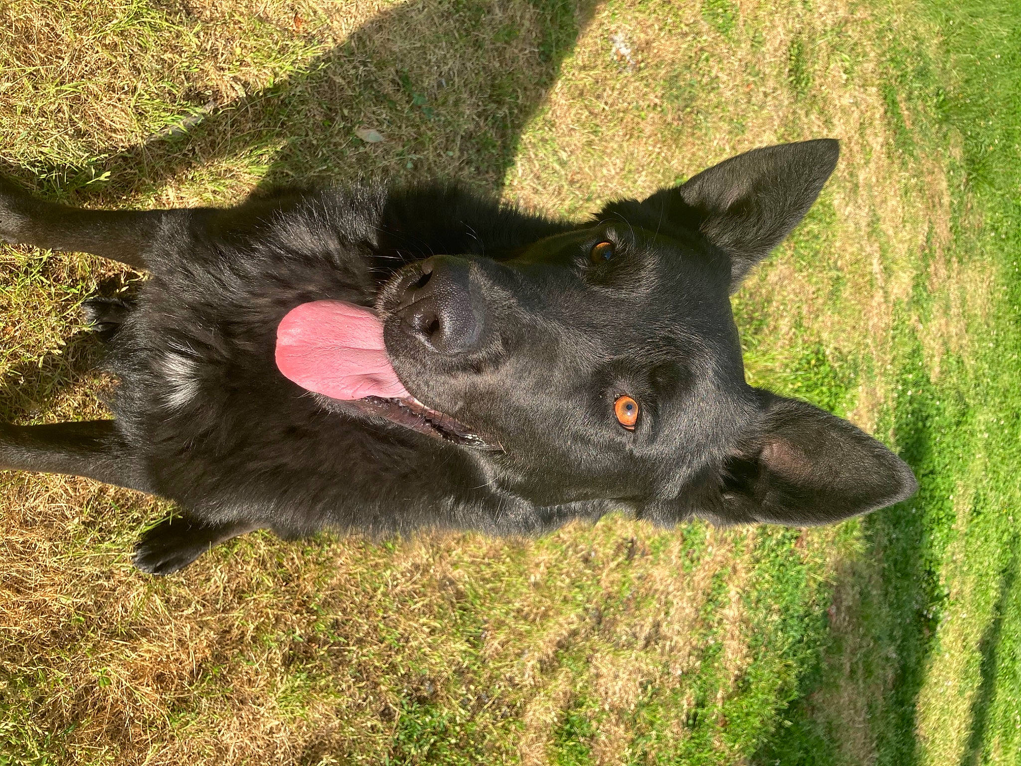 Ooky a rejoint le concours — aidez-le/la à gagner de superbes lots ! canidae, carnivore, dog, dog_breed, formosan_mountain_dog, grass, kai_ken, mammal, snout, sporting_group, vertebrate