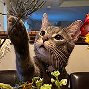 Simba is registered to the contest to win money with this photo: animal, bouquet, cat, chair, closeup, collar, colorful, curious, domestic, flower, furniture, indoor, lighting, paw, pet, plant, playful, tabby, table, whiskers