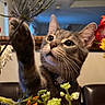 animal, bouquet, cat, chair, closeup, collar, colorful, curious, domestic, flower, furniture, indoor, lighting, paw, pet, plant, playful, tabby, table, whiskers