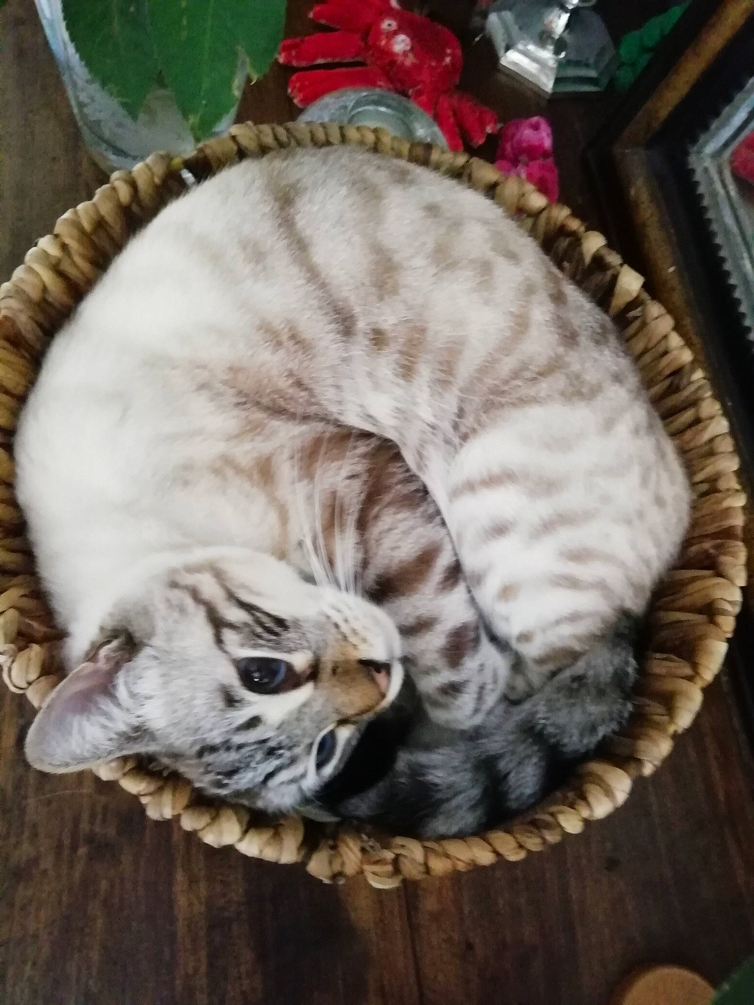 Jaghana a rejoint le concours — aidez-le/la à gagner de superbes lots ! american_shorthair, asian, carnivore, cat, cat_bed, european_shorthair, felidae, fur, kitten, nap, scottish_fold, small_to_medium_sized_cats, tabby_cat, whiskers, wood