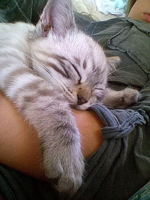 Jaghana participe au concours pour gagner de l'argent avec cette photo : asian, british_longhair, british_semi_longhair, burmilla, carnivore, cat, domestic_long_haired_cat, domestic_short_haired_cat, european_shorthair, fawn, felidae, fur, kitten, nap, siberian, sleep, small_to_medium_sized_cats, whiskers