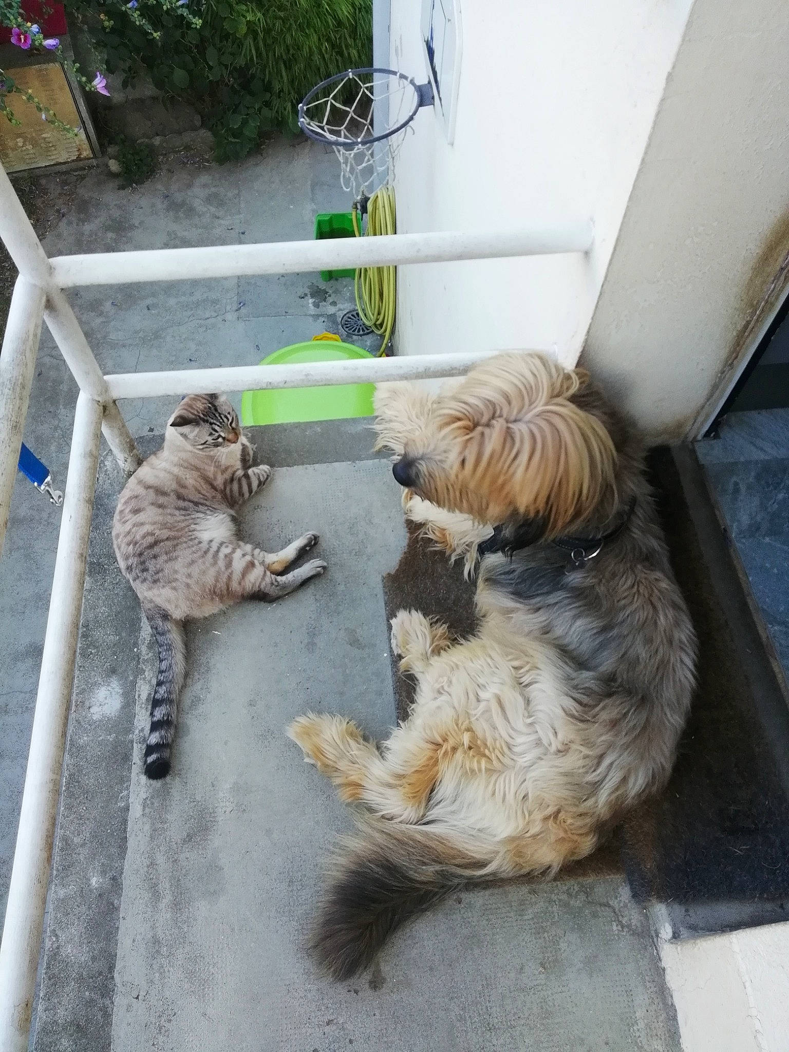 Jaghana a rejoint le concours — aidez-le/la à gagner de superbes lots ! cairn_terrier, canidae, carnivore, cat, dog, felidae, irish_soft_coated_wheaten_terrier, shih_tzu, small_to_medium_sized_cats, sporting_group, tibetan_terrier