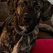 Gigi joined the competition — help win amazing prizes! animal, black, brindle_coat, brown, canine, carpet, collar, couch, dog, domestic, furniture, home, indoor, looking, paw, pet, red_blanket, relaxed, resting, white