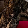 animal, black, brindle_coat, brown, canine, carpet, collar, couch, dog, domestic, furniture, home, indoor, looking, paw, pet, red_blanket, relaxed, resting, white