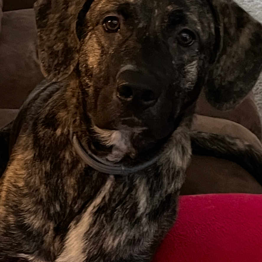 Gigi