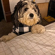 Kobe joined the competition — help win amazing prizes! dog, pet, indoor, bed, blanket, furry, curious, black_and_white, sweater, carpet, paw, resting, cute, animal, companion, cozy, fur, looking, home, curled