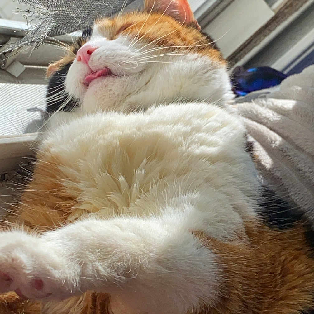 Lucy Beans joined the competition — help win amazing prizes! animal, calico, cat, closeup, cute, feline, fluffy, fur, home, indoor, mammal, paw, pet, relaxed, resting, screen, sunlight, tongue_out, whiskers, window