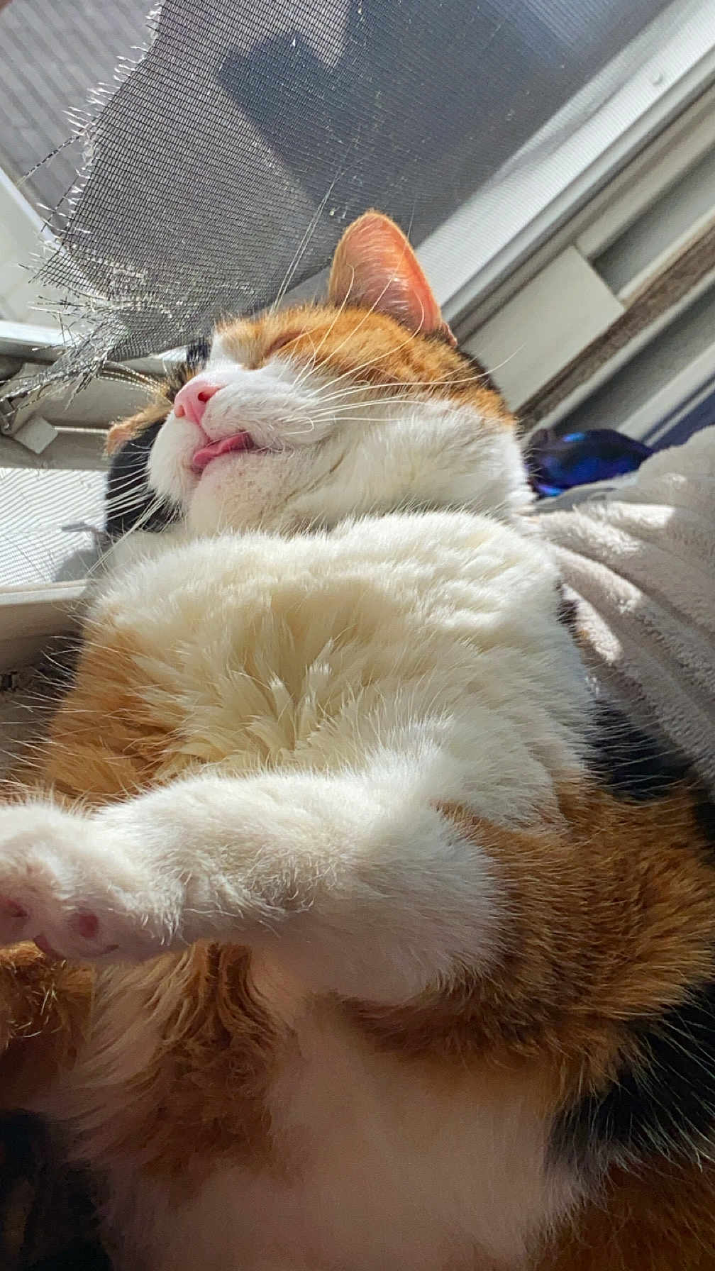 Lucy Beans joined the competition — help win amazing prizes! cat, calico, fluffy, tongue_out, window, sunlight, pet, feline, relaxed, closeup, whiskers, paw, indoor, resting, cute, fur, animal, mammal, screen, home