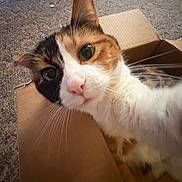 Lucy Beans joined the competition — help win amazing prizes! cat, calico, cardboard_box, carpet, whiskers, close_up, pet, indoor, curious, feline, animal, cute, fur, ears, pink_nose, domestic_cat, portrait, playful, household, relaxed