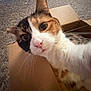 cat, calico, cardboard_box, carpet, whiskers, close_up, pet, indoor, curious, feline, animal, cute, fur, ears, pink_nose, domestic_cat, portrait, playful, household, relaxed