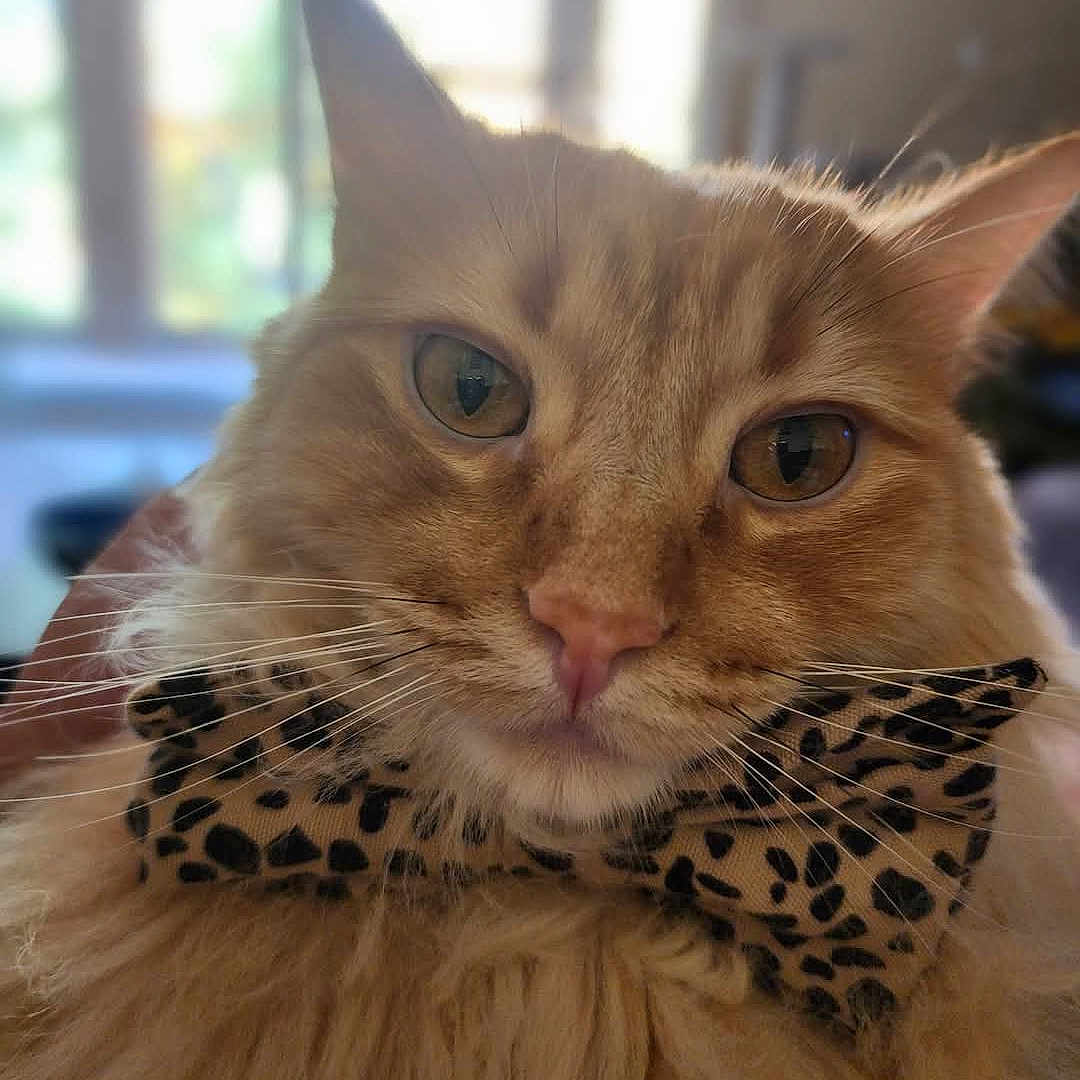 Mowglie is registered to the contest to win money with this photo: accessories, angora, animal, bowtie, cat, clothing, face, formalwear, glasses, head, homedecor, indoors, interiordesign, kitten, manx, person, pet, photography, portrait, tie