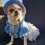 Vodka participe au concours pour gagner de l'argent avec cette photo : animal, chihuahua, clothing, costume, cute, dog, dress, expression, fashion, furry, hat, outdoor, paw, pet, portrait, sitting, small_dog, summer, sunlight, wicker_chair