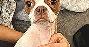 Bentley is registered to the contest to win money with this photo: dog, pet, small_dog, brown_and_white, ears, expressive_eyes, person_hand, couch, blanket, cozy, indoor, cute, animal, companion, sitting, resting, fur, domestic_animal, relaxed, home