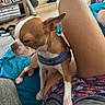 Bentley joined the competition — help win amazing prizes! dog, small_dog, brown_and_white, collar, indoor, person, legs, home, furniture, casual, relaxed, pet, paw, blue_collar, floor, blanket, shorts, human, resting, cozy