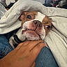 Bentley is registered to the contest to win money with this photo: dog, blanket, hand, pet, cozy, indoor, furniture, living_room, comfort, casual, brown_and_white, collar, canine, relaxation, human_hand, denim, resting, snuggle, close_up, household