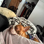 Bentley joined the competition — help win amazing prizes! dog, sleeping, blanket, bedroom, cozy, fur, brown, white, pet, resting, comfort, indoor, pillow, fan, clothes, closet, furniture, relaxing, canine, harness