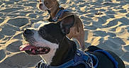 Rocco is registered to the contest to win money with this photo: dog, beach, sand, sunlight, harness, leash, towel, person, outdoor, pet, canine, relaxing, sunny, daytime, animal, vacation, nature, companion, summer, fun