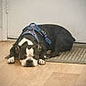 Rocco is registered to the contest to win money with this photo: dog, boston_terrier, sleeping, harness, indoor, wooden_floor, mat, pet, animal, resting, black_and_white, canine, cute, domestic, flooring, quiet, calm, companion, relaxed, laying_down