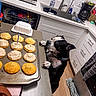 dog, cupcakes, kitchen, counter, frosting, candle, microwave, sink, coffee_maker, towel, floor, cabinet, dishwasher, pantry, utensils, curious, black_and_white, pet, food, indoor