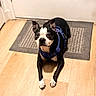 Rocco is registered to the contest to win money with this photo: dog, boston_terrier, pet, indoor, floor, mat, harness, black_and_white, canine, animal, looking, ears_up, wooden_floor, domestic, companion, alert, lying_down, house, cute, portrait
