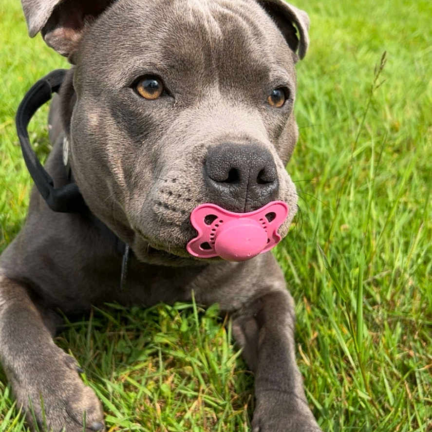 Arès participe au concours pour gagner de l'argent avec cette photo : animal, close_up, collar, cute, dog, ears, grass, gray_dog, greenery, lying_down, muzzle, nature, nose, outdoor, pacifier, paws, pet, playful, sunlight, tongue_hidden