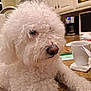 animal, canine, closeup, coffee_maker, companion, countertop, curly_fur, curly_hair, cute, dog, domestic_animal, fur, household, indoor, kitchen, mug, pet, resting, tabletop, white_dog