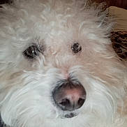 Luca is registered to the contest to win money with this photo: animal, close_up, companion, curly_fur, cute, dog, domestic_animal, eyes, face, fluffy, furry, fuzzy, indoor, mammal, nose, pet, portrait, snout, whiskers, white