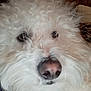 animal, close_up, companion, curly_fur, cute, dog, domestic_animal, eyes, face, fluffy, furry, fuzzy, indoor, mammal, nose, pet, portrait, snout, whiskers, white