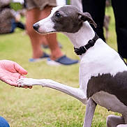 Brownie joined the competition — help win amazing prizes! dog, greyhound, paw, handshake, human_hand, grass, outdoor, people, collar, animal, pet, interaction, friendly, mammal, sitting, white, grey, canine, blurred_background, event