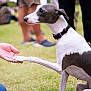 dog, greyhound, paw, handshake, human_hand, grass, outdoor, people, collar, animal, pet, interaction, friendly, mammal, sitting, white, grey, canine, blurred_background, event