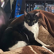 Nova is registered to the contest to win money with this photo: cat, black_and_white, feline, pet, blanket, chair, indoor, sitting, relaxed, fur, whiskers, ears, eyes, book_shelf, collectibles, figurines, home, cozy, domestic, furniture